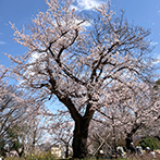画像:お花見シーズン到来！<br>杉並の桜スポット