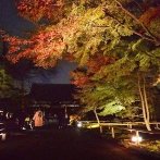 画像:杉並の紅葉スポット<br>2025