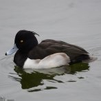 画像:杉並で見られる、秋景色の鳥たち
