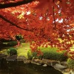 画像:荻窪の公園で紅葉狩りを楽しもう