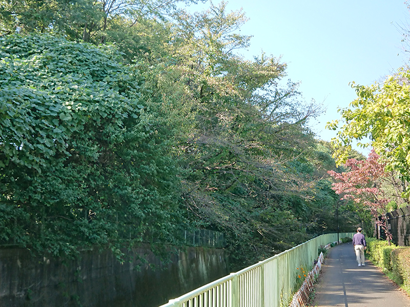 神田川沿いに続く深い緑の遊歩道