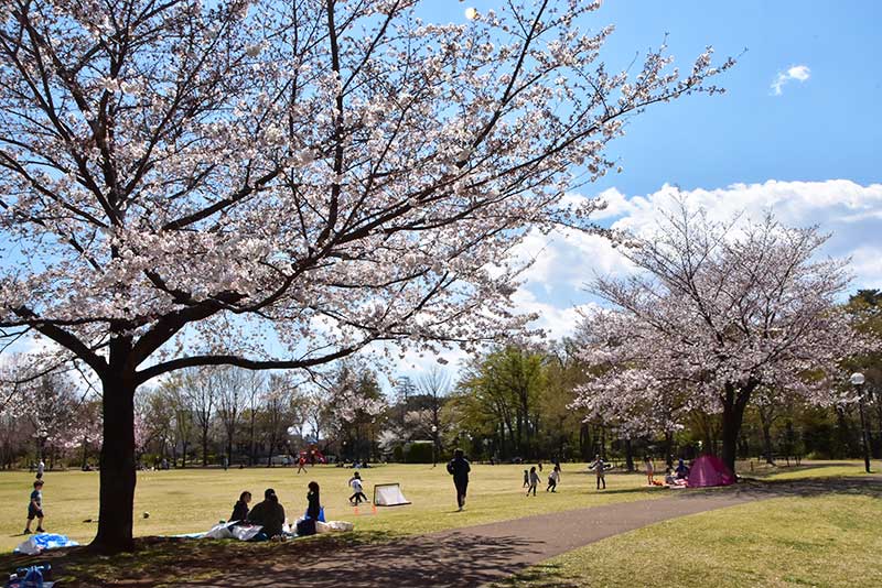 桜の時期の区立柏の宮公園
