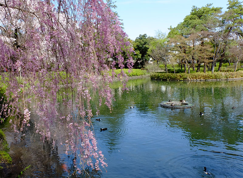 水辺が美しい区立妙正寺公園