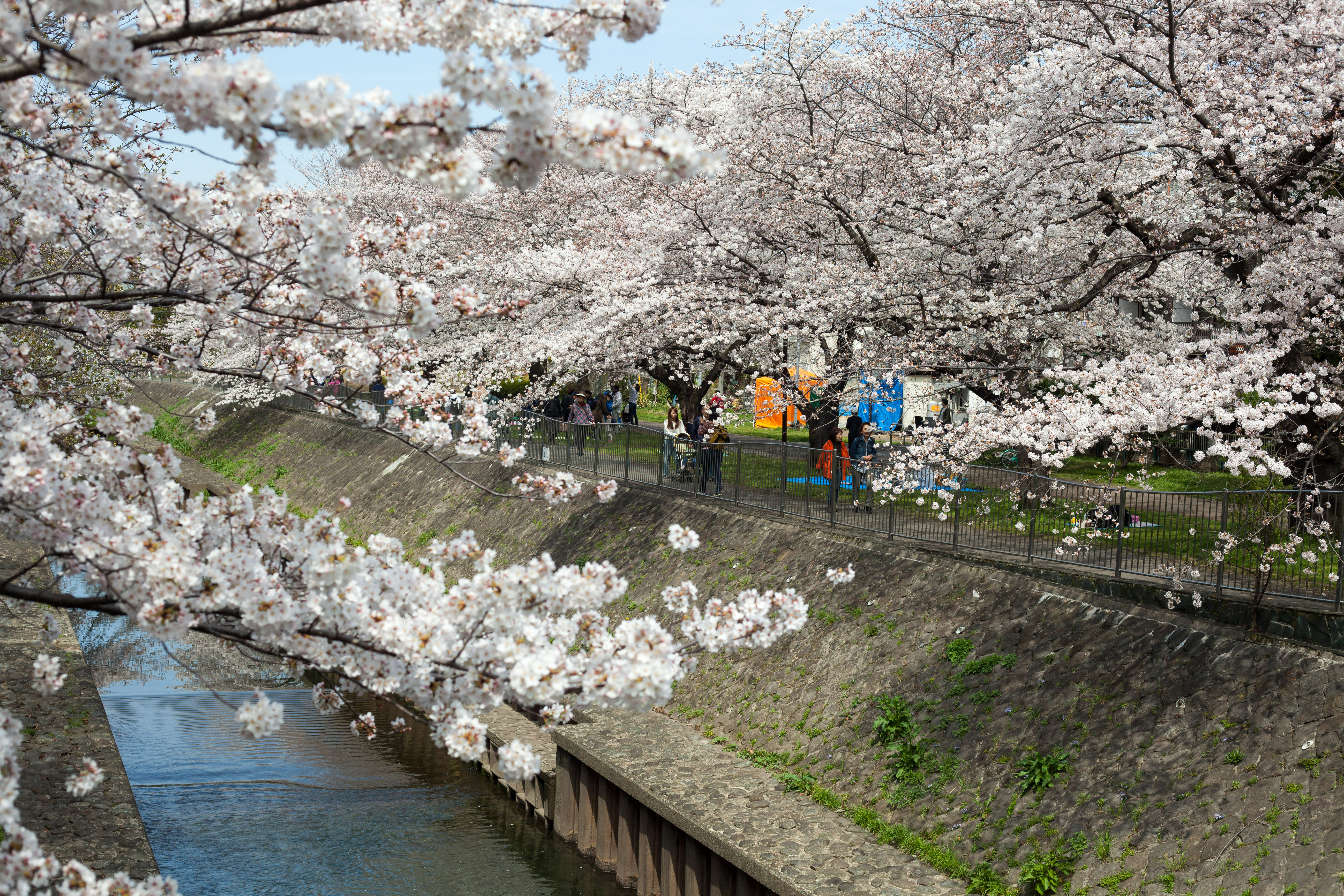 善福寺川沿いに続く桜並木