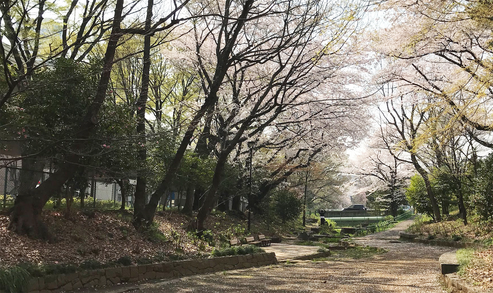 桜上水