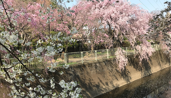 神田川遊歩道沿いの桜並木